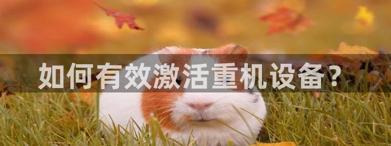 辉达娱乐加q75775